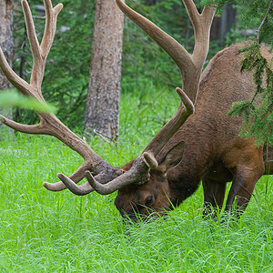 在黄石公园的夏草中放牧大型公牛驼鹿哺乳动物木头鹿角森林灌木丛旅行麋鹿牧场草地图片