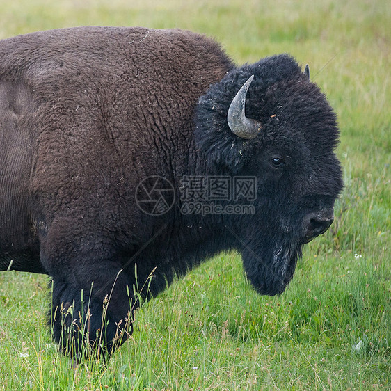 美国比森的肖像移民危险旅行草原野生动物牛肉风景荒野哺乳动物水牛图片