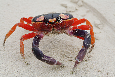 万圣节沙中螃蟹的宏观镜头图片