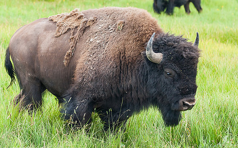 美国在黄石公园的比辛移民危险牛肉农场哺乳动物风景旅行荒野水牛野生动物图片