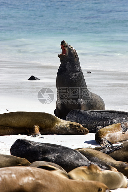 加拉帕戈斯海狮哺乳动物野生动物旅行海滩海岸海豹荒野蜥蜴旅游动物图片