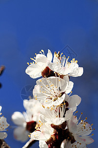 樱花与植物宏观花朵天空植物群叶子绿色蓝色花园黄色图片