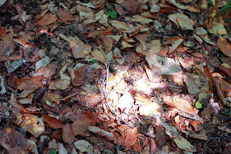 黄秋秋叶落到地上公园叶子季节地面森林木头树叶植物图片