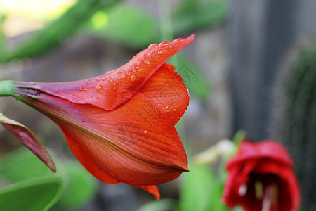 雨后水滴和火红的阿玛丽丝生长花瓣灯泡植物群卷曲曲线季节植物学红宝石植物图片