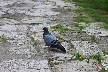 灰鸽在石路上行走羽毛动物石头鸽子荒野图片