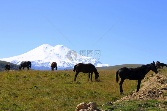 夏季秋天的考克斯草地上的马风景草地爬坡晴天农村草原哺乳动物植物群蓝色天空图片