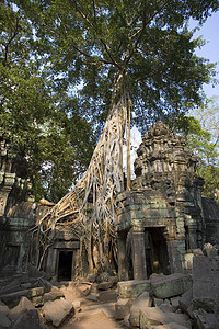 塔普伦寺  吴哥窟  柬埔寨旅行高棉语废墟地标生长寺庙建筑学图片