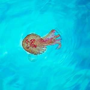 松绿水域的鱼类海洋岛屿海滩情调野生动物异国游泳夜光热带生物图片