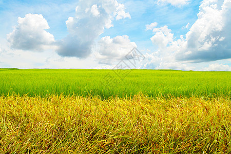 蓝天空中的广角土地草地天空麦田季节稻草收成农村谷物环境图片