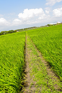 国家稻米农场技术场地森林种植园小路叶子生长幼苗农村食物图片