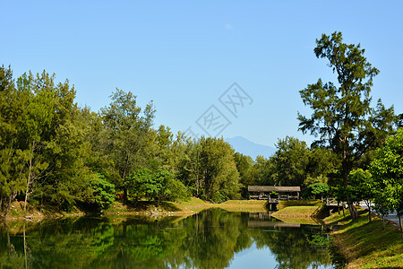 皮帕湖森林太阳草本植物琵琶晴天土地旅行木头公园分支机构图片