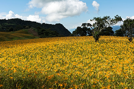 老虎李田场地橙子牧歌农场叶子热带风景百合花瓣环境图片