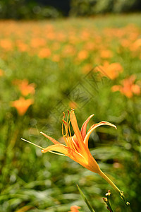 Lily虎风景宏观百合生长植物群热带老虎植物花束场景图片