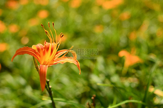 Lily虎花束农村百合牧歌热带宏观生长环境风景橙子图片