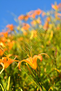 Tiger Lily代利花植物群植物老虎橙子叶子宏观场景农场百合生长图片