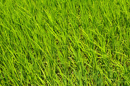 国家稻米农场粮食种植园草地植物叶子幼苗谷物稻田培育托盘图片