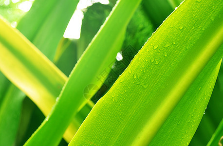 雨中的叶子植物墙纸环境公园薄雾风暴树木森林情绪水滴图片