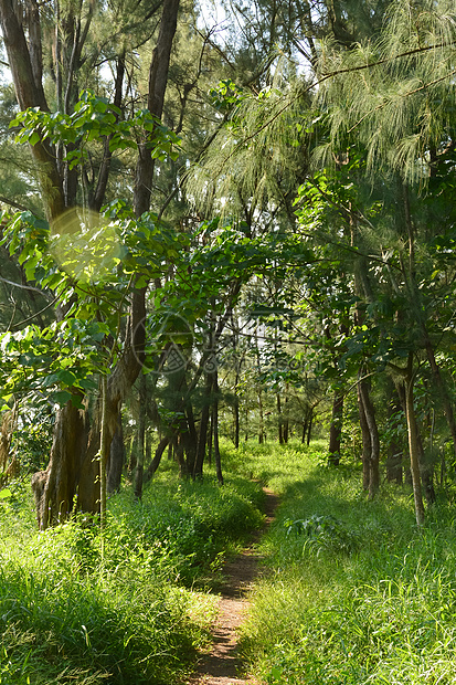 Taitung森林公园草本植物公园射线土地休息木头森林旅行分支机构季节图片