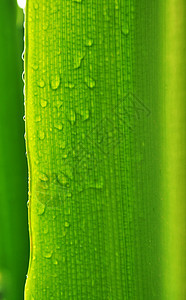 雨中的叶子风暴树叶森林情绪水滴植物季节环境墙纸薄雾图片