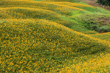 老虎李田草地环境花瓣橙子叶子百合热带风景植物群花园图片