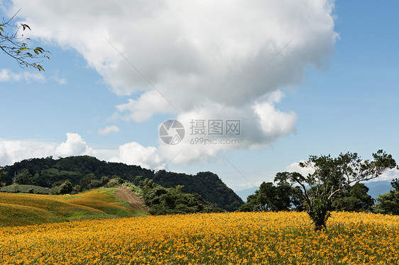 老虎李田风景草地花园百合农场叶子植物橙子花瓣环境图片