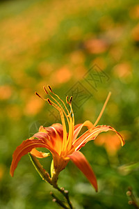 Lily虎植物群橙子花园农村牧歌生长百合场景叶子风景图片