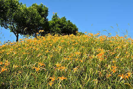 Tiger Lily代利花百合橙子场地花瓣农场植物群植物牧歌叶子热带图片