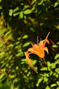 Lily虎百合生长宏观叶子橙子环境花束花园植物群植物图片
