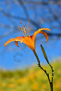 Lily虎植物群植物宏观风景农村老虎叶子牧歌花园橙子图片