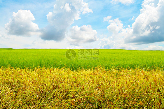 蓝天空中的广角玉米土地天空草地麦田环境植物农业农田小麦图片