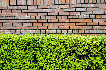 棕墙和绿色植物图片