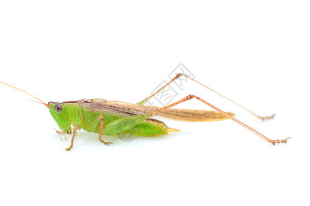 蚂蚱影棚绿色动物野生动物草食性昆虫刺槐天线动物体害虫图片