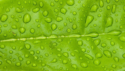 叶子上滴水雨滴生态植物反射花园水滴环境树叶液体植物学图片