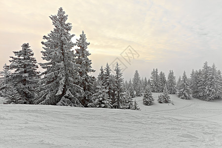 冬季森林风景滑雪木头薄雾场景冻伤冻结树木辉光松树图片