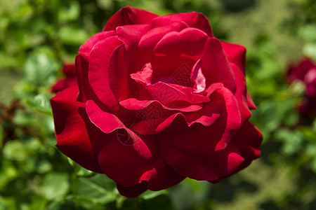 红玫瑰活力香味园艺叶子花瓣生长美丽红色婚礼植物图片