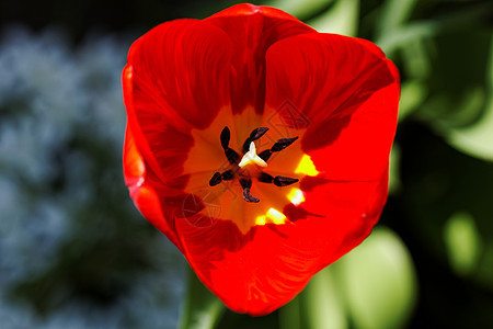 郁金tullip 特写花束植物植物群叶子花园礼物宏观花瓣图片