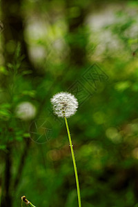 蒲公英花杂草植物学花朵生长草地花园宏观植物蓝色飞行图片