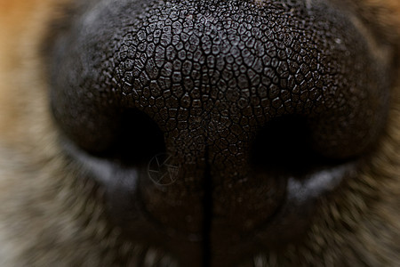 狗鼻子犬类白色棕色宠物黑色哺乳动物毛皮动物小狗女性图片