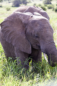 非洲非洲大象野生动物绿色动物群眼睛身体植物群树干耳朵灰色荒野图片