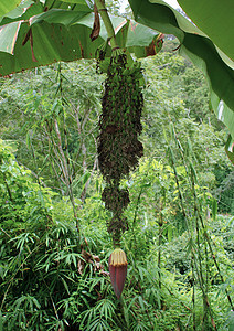 带香蕉的年轻香蕉树植物绿色叶子植物学气候农业枝条热带食物图片