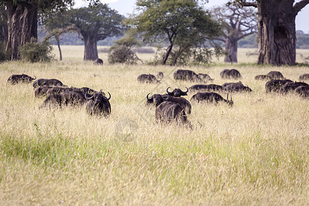 野性牧场棕色动物群野生动物牛羚树木哺乳动物绿色荒野灰色黄色图片