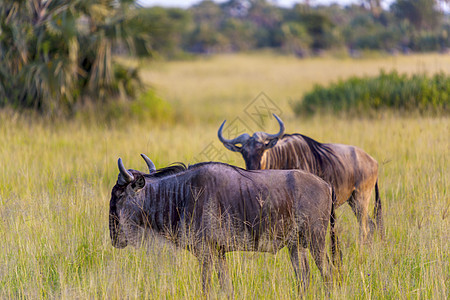 Gnus 牧场图片