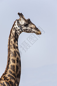 A Giraffe 简介图片