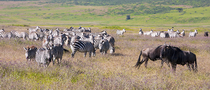 牧场野生动物绿色荒野黑色动物群跑步团体植物群条纹白色牛羚图片