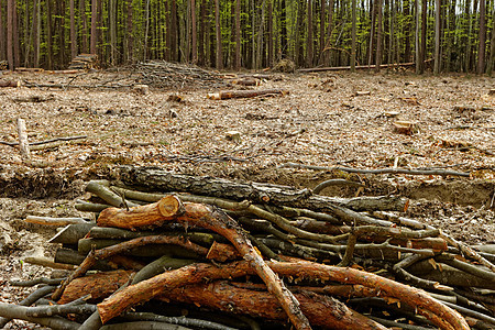 砍伐森林和伐木材料风景季节生态树干木头活力破坏公园树桩图片