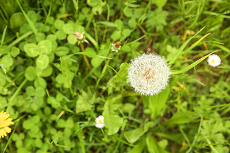 达当量生态花园国家植物群农业草原晴天土地场地草地图片