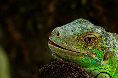 绿色蜥蜴的肖像异国爬行者野生动物宏观爪子鬣蜥动物园皮肤脊椎动物爬虫图片