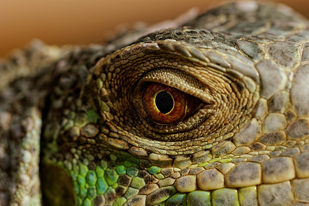 绿蜥蜴眼宠物蓝色鸢尾花动物脊椎动物橙子生物眼球鬣蜥瞳孔图片