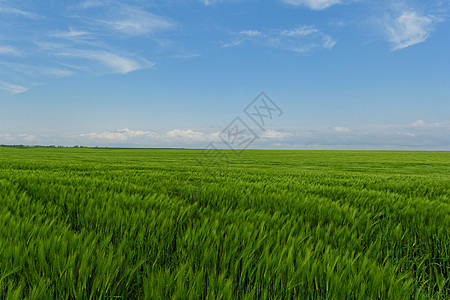 蓝云天空下的小麦田生长场地农田草地蓝色植物天气农场季节谷物图片