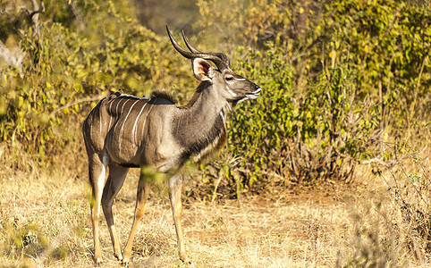 羚星体褐色野生动物条纹哺乳动物植物群羚羊荒野衬套动物群白色图片